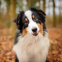 Australian shepherd