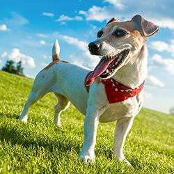 Happy dog outside