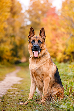 German shepherd