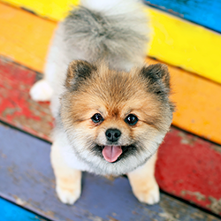Pomeranian on picnic table