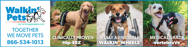Walkin' Pets banner ad