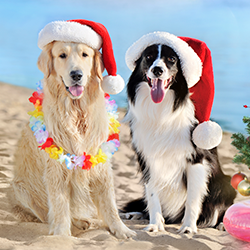 Dogs in Santa hats on the beach