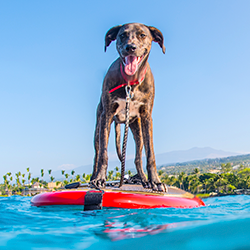 Dog on stand-up paddleboard