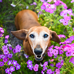 Dachshund in flowers