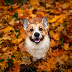 Corgi in fall leaves