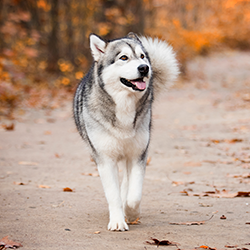 Malamute outdoors