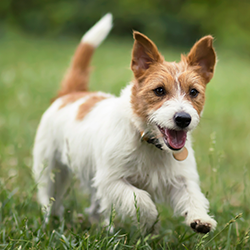 Jack Russell puppy