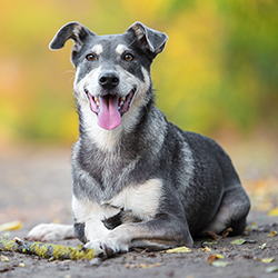 Happy dog in forest