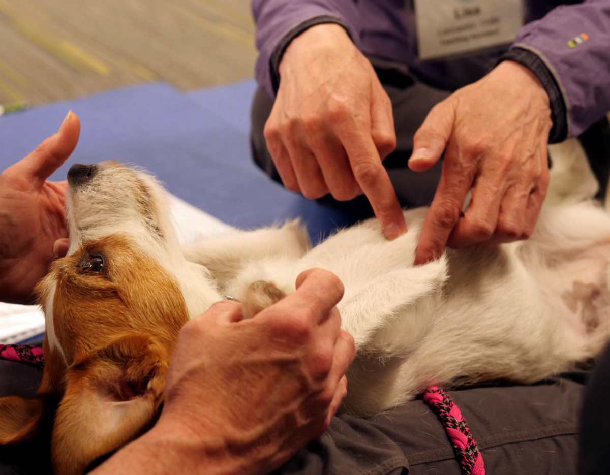 Dog during Acupuncture course