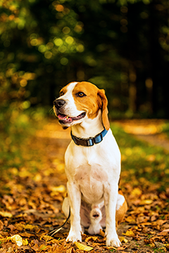 Beagle outdoors