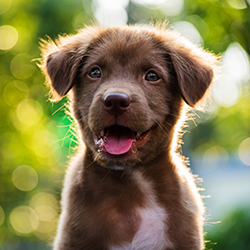 Brown puppy