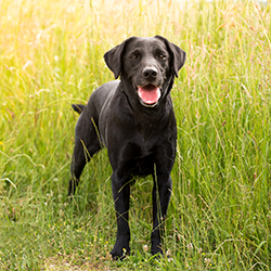 Labrador in tall grass