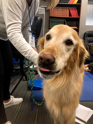 Milo - Breezie Demo Dog Award Winner