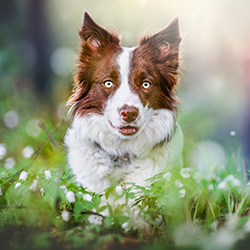 Border collie in forest