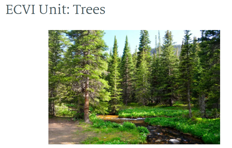 ECVI Unit Tree image of a forest 