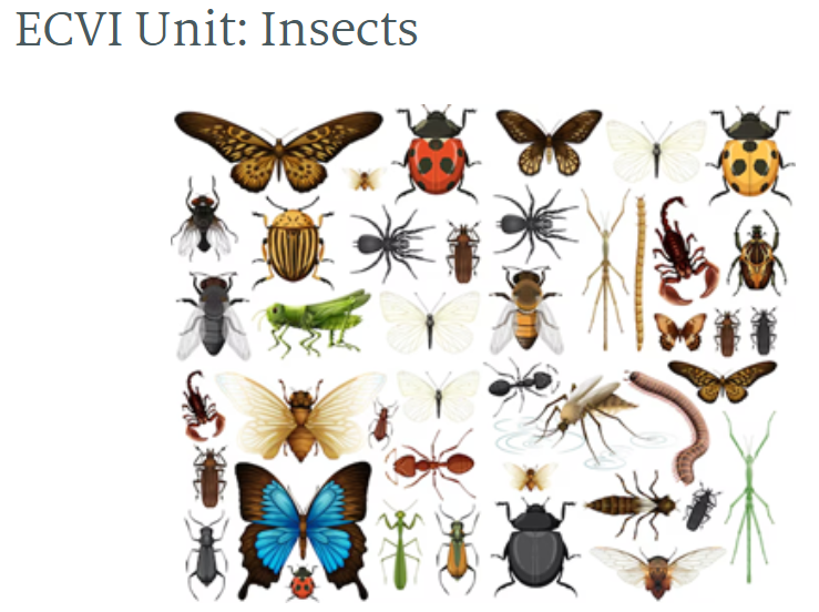 ECVI Unit Insects picture showing a variety of insects butterflies worms beetles and more