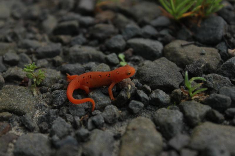 red.eft.on.gravel.jpg