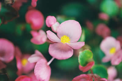 tiny-pink-flowers.jpg