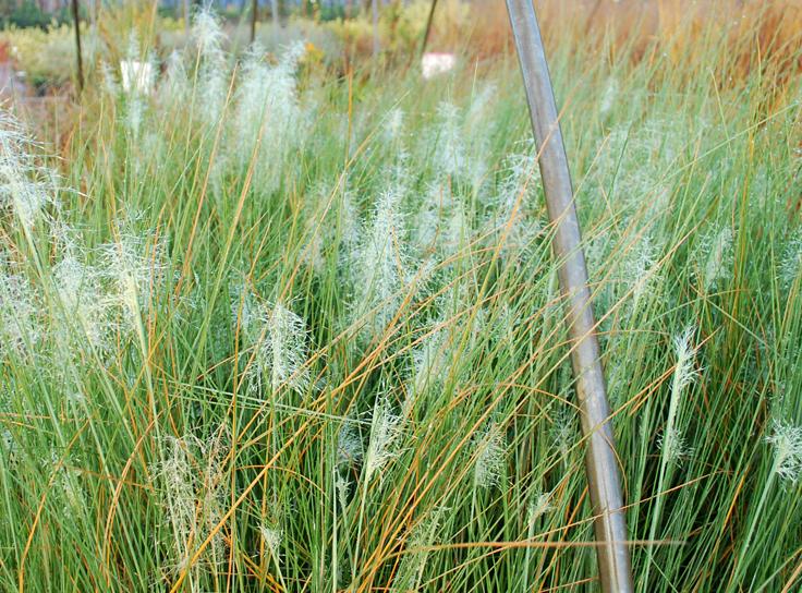 Planters' Choice Weekly Picks!