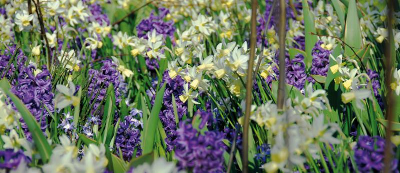 Hyacinths Narcissus and Chionodoxa