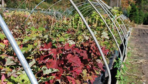 Ruby Slippers Oakleaf Hydrangea