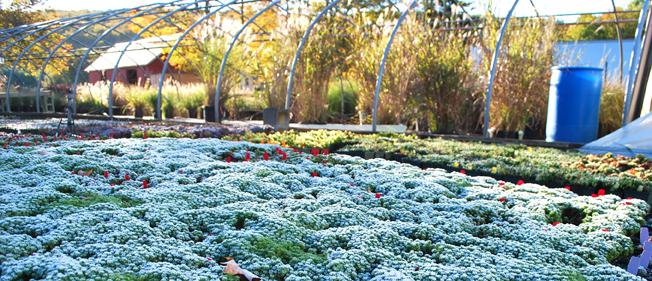 Light frost in Newtown on Sedum