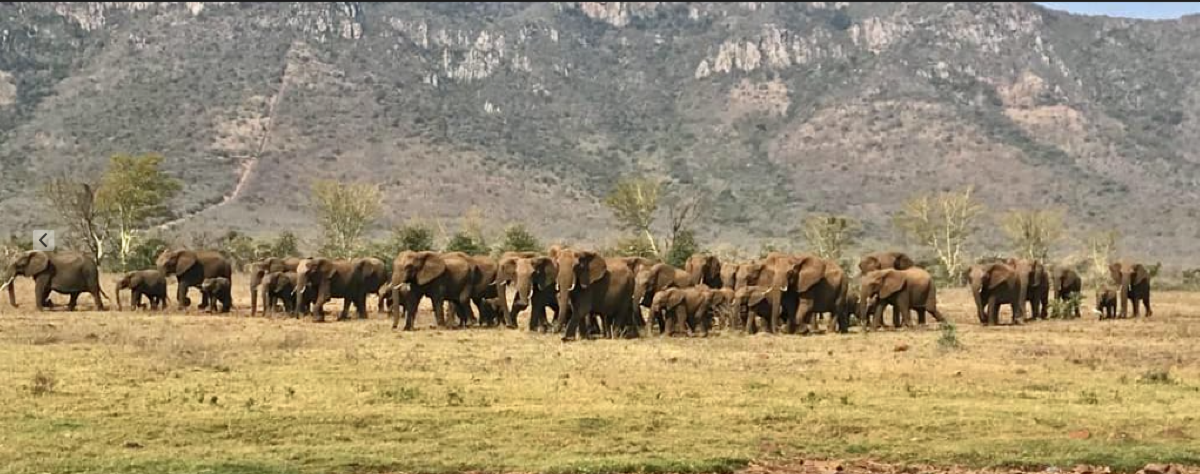 Loziba Elephant Herd