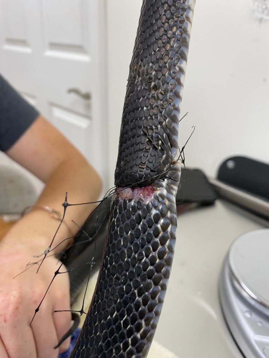 Black Rat Snake injured by netting