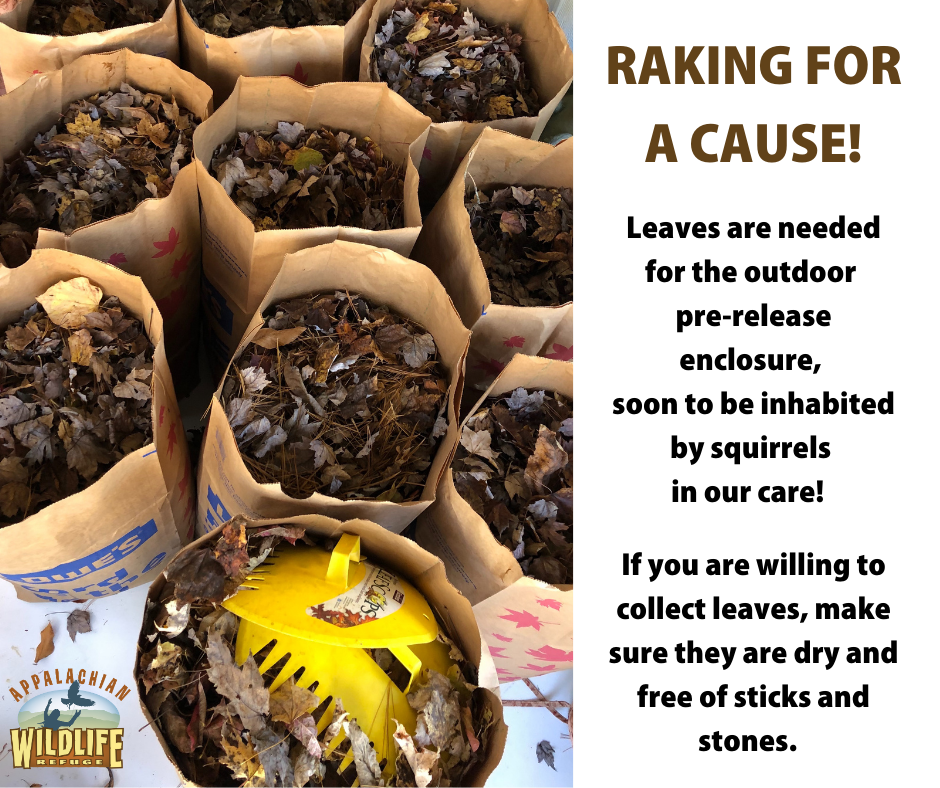 We need leaves - Raking for a cause