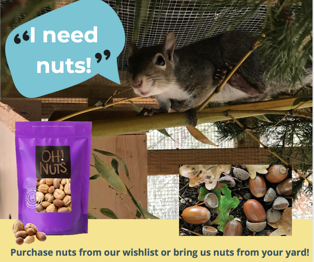 Squirrel saying I need nuts!