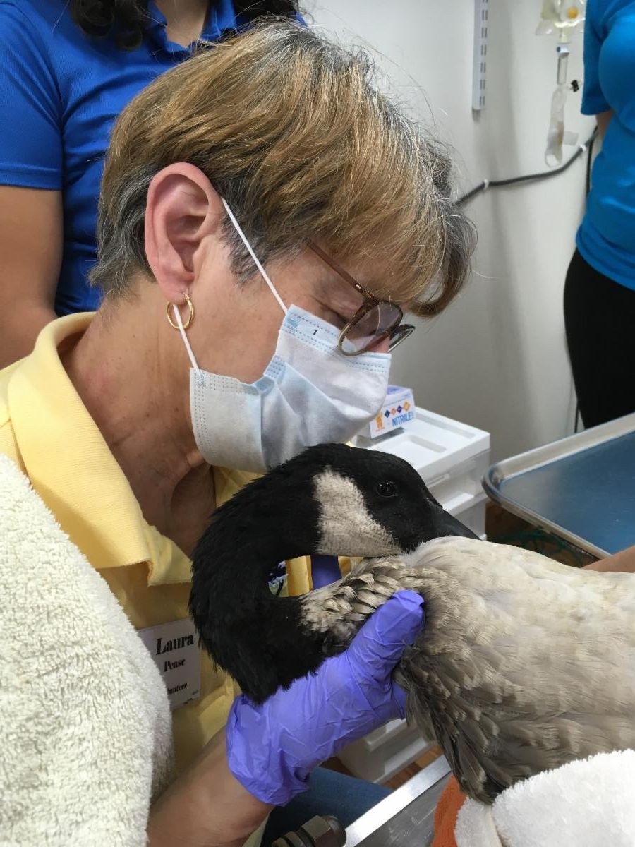 Volunteer Laura Pease quiets injured Canada Goose during treatment