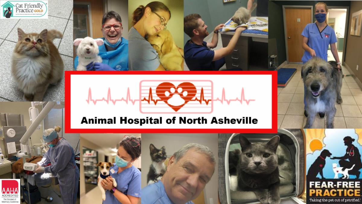 Animal Hospital of North Asheville photo montage