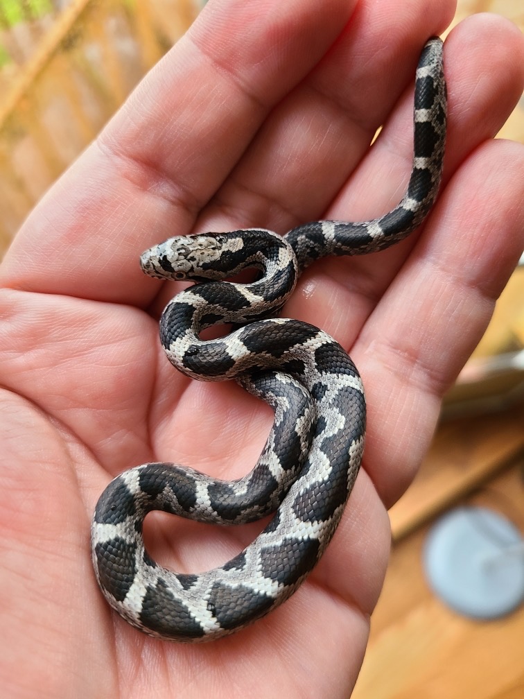Baby Black Rat snake