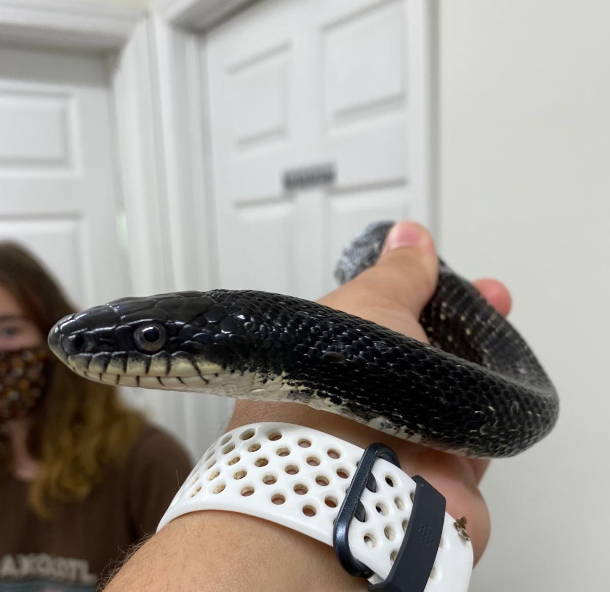 Face of injured Black Rat Snake