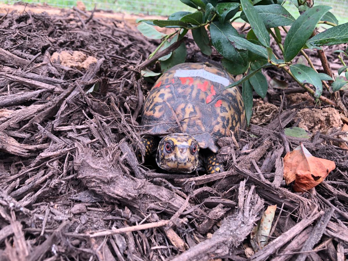 Eastern Box Turtle in turtle pen