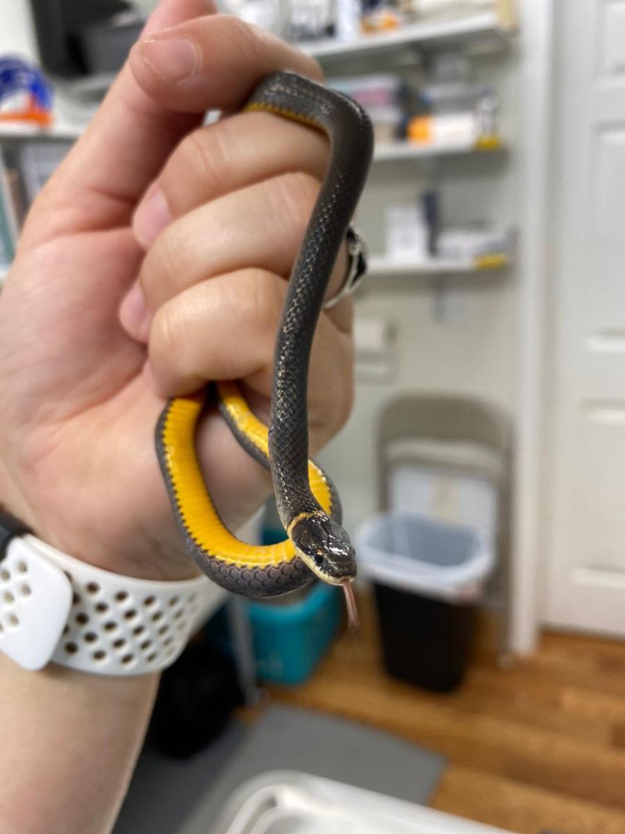 Ring-necked Snake from cat attack