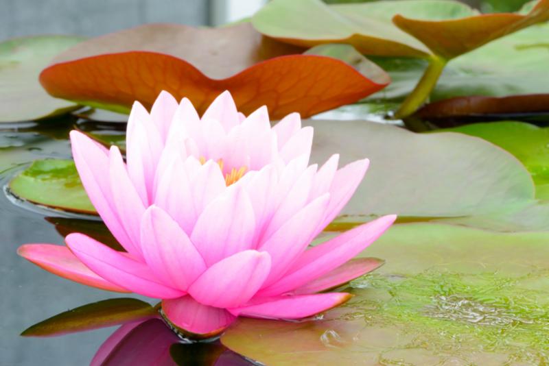 pink_lotus_flower.jpg