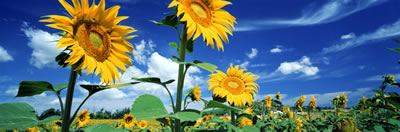 sunflower-sm2.jpg