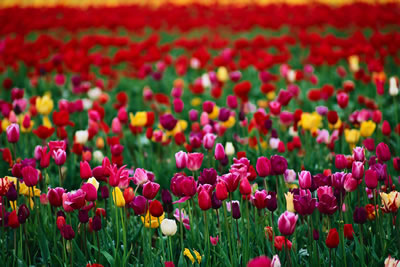 colorful-tulip-field.jpg