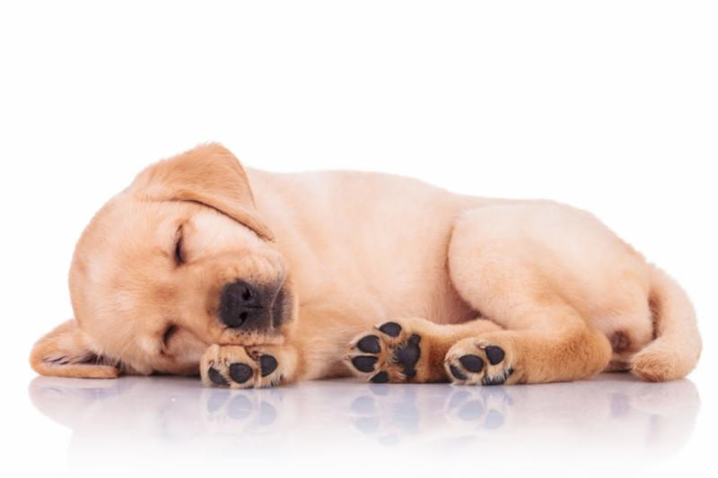 yellow_lab_puppy_nap.jpg