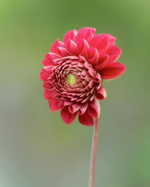 Butterfield Library's Online Gallery