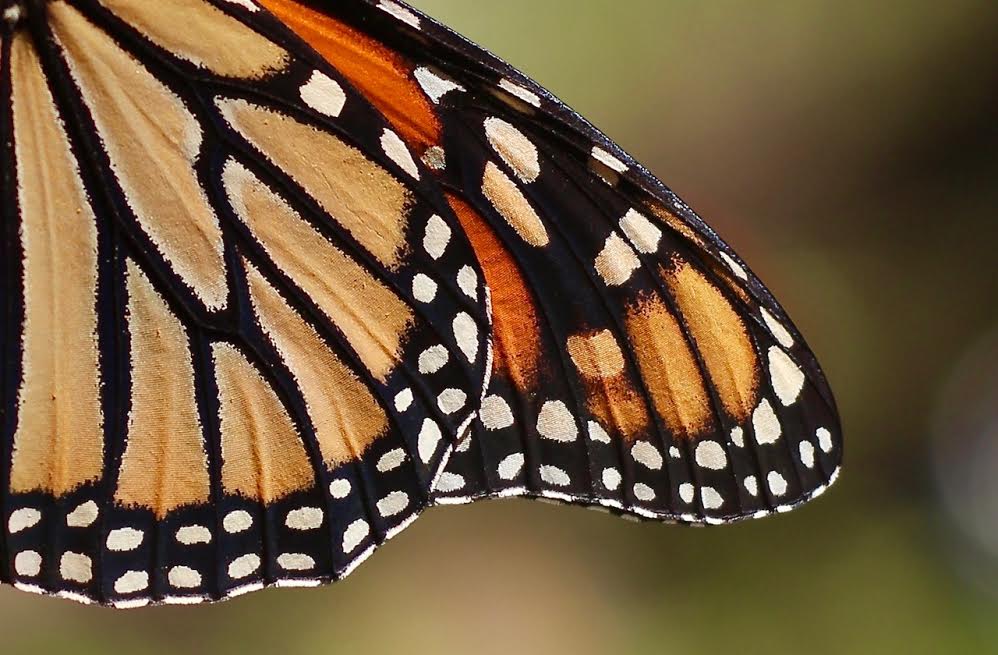 Butterfield Library's Online Gallery