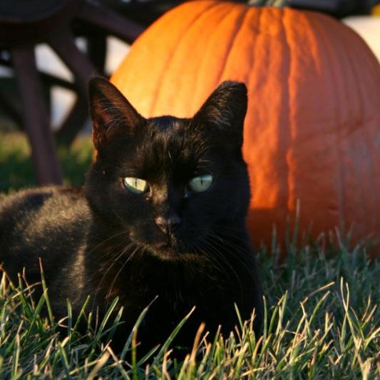 blackcat_halloween.jpg