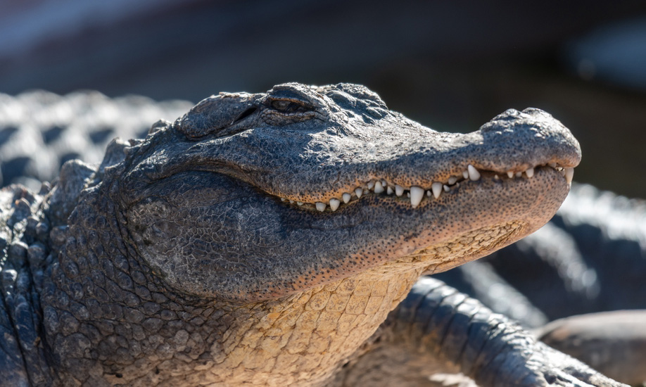 Alligator Head