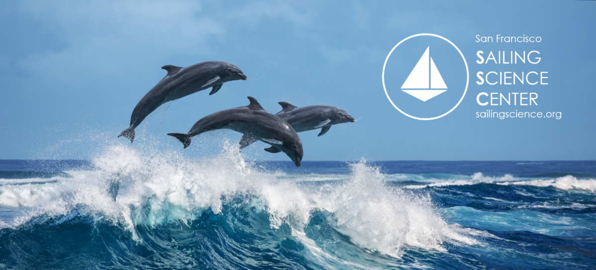 Dolphins in the Surf