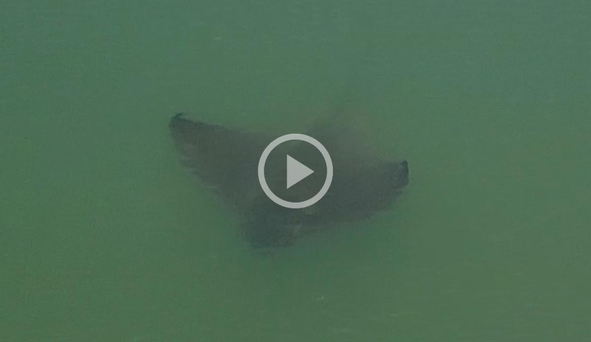 Video thumbnail of a bat ray