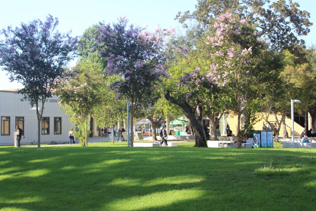 Crepe Myrtle trees bloom next to LAVC's Student Services building as students arrive on campus Monday for the Fall Semester.