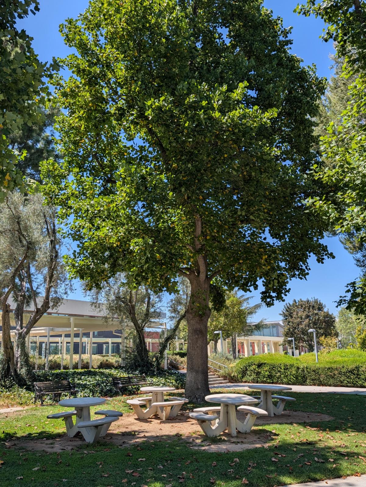 Photo of a tree on LAVC Campus located on Monarch Lawn