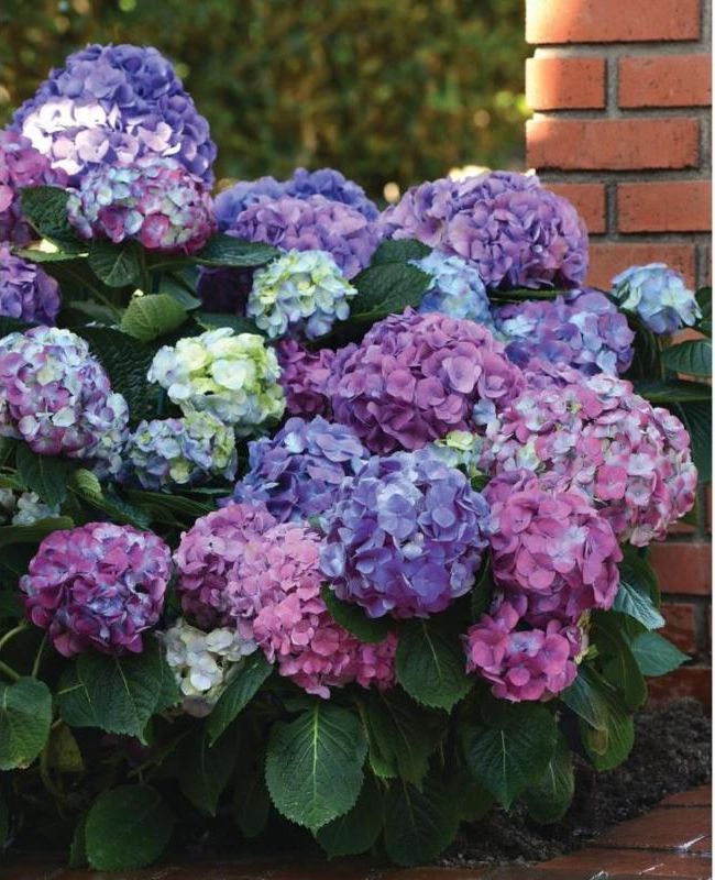 Perfect Time To Plant Your Fall Bulbs! Fully Stocked!