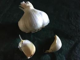 Garlic Head and 2 cloves- photo credit Laura Monczynsk